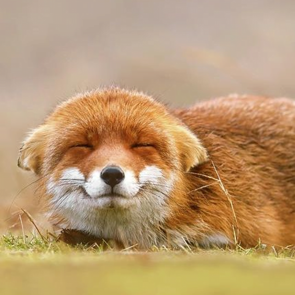 Renard souriant