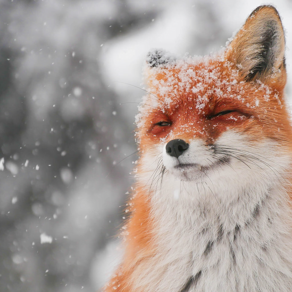 Renard couvert de neige