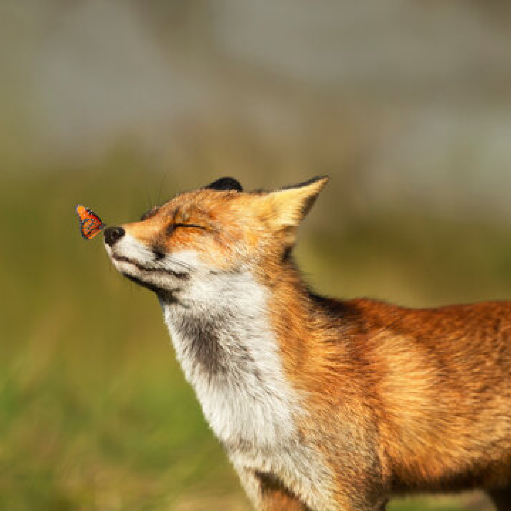 Renard avec un papillon sur le museau